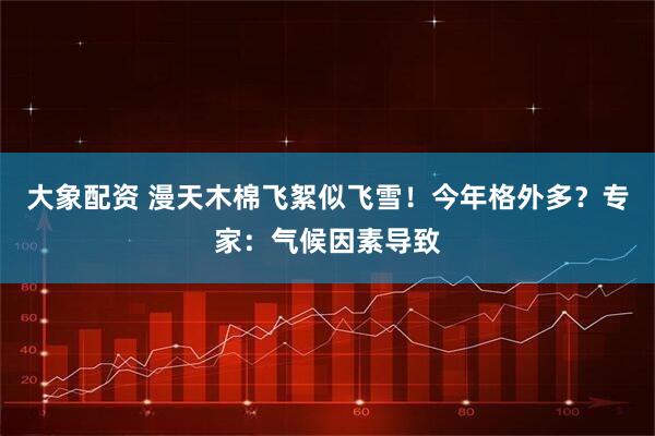 大象配资 漫天木棉飞絮似飞雪！今年格外多？专家：气候因素导致